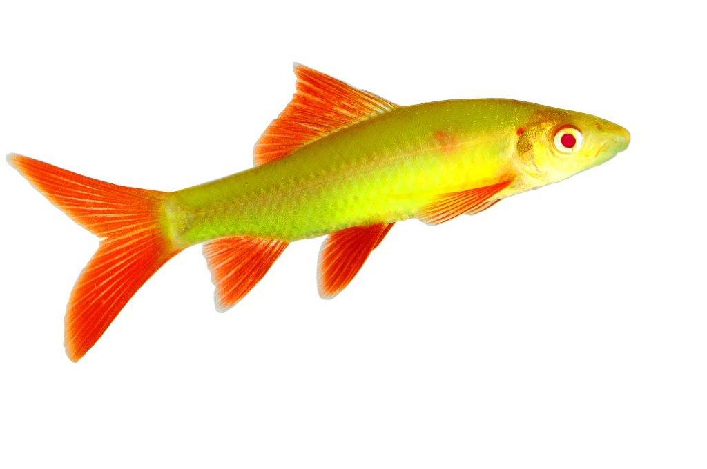 GloFish - Shark - Electric Green - 2-3 inch - IN STOCK